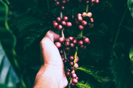 person holding red berries on stem photo