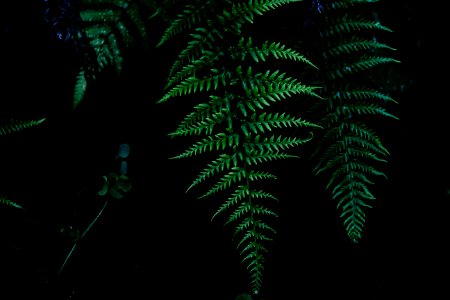 green fern plant photo