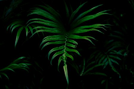 green leafed plant photo