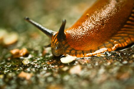 Mollusk slug garden