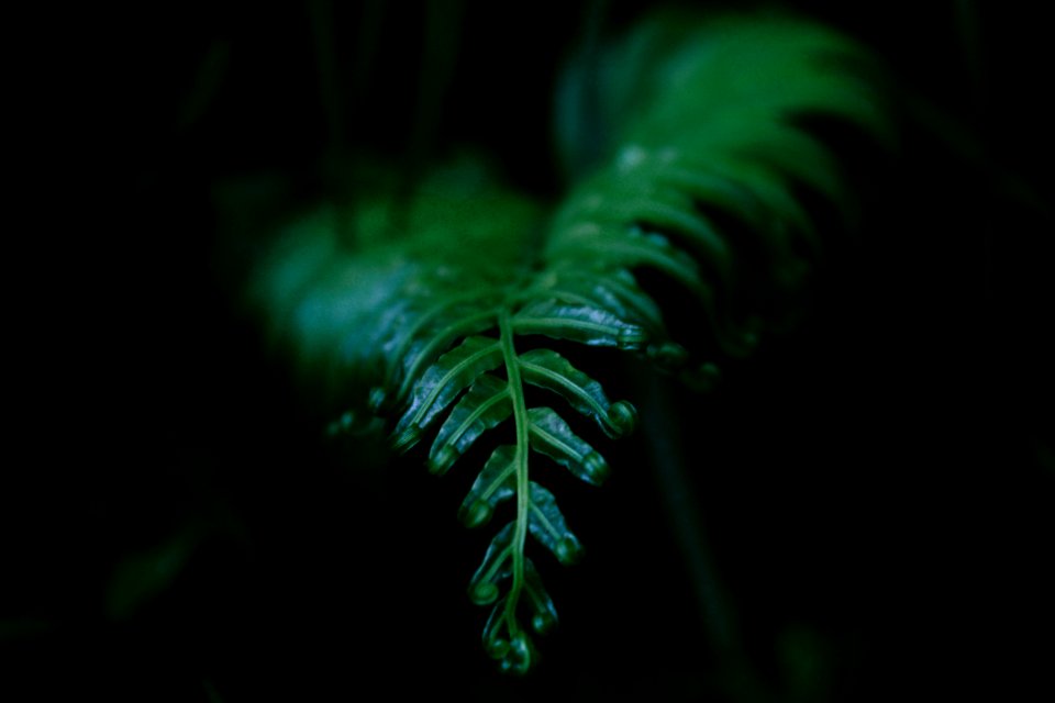 Pleiku, Vietnam, Plant