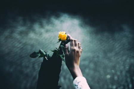 focus photo of person holding yellow rose photo
