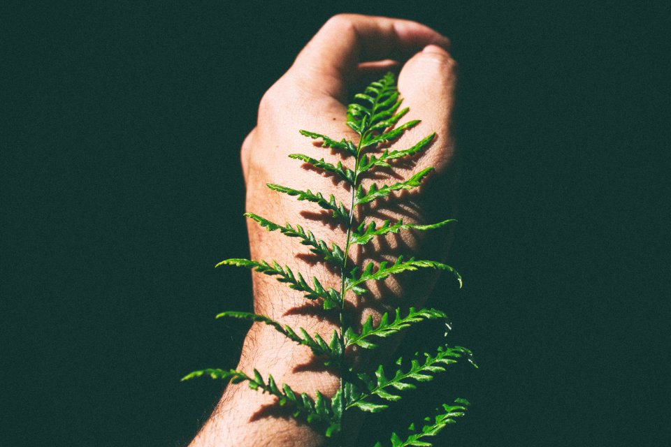 Beauty light of sun, Pteridophyta, Human h