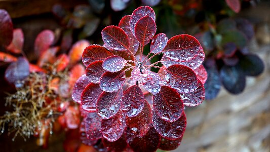 Green season leaf