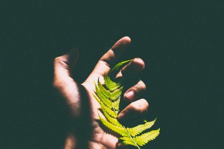 person holding green leaves photo