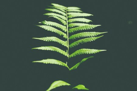 photo of fern leaf photo