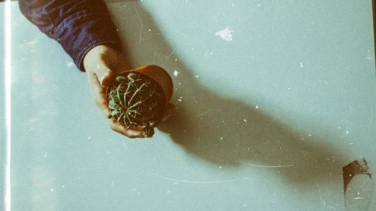 persons hand holding cactus planter photo
