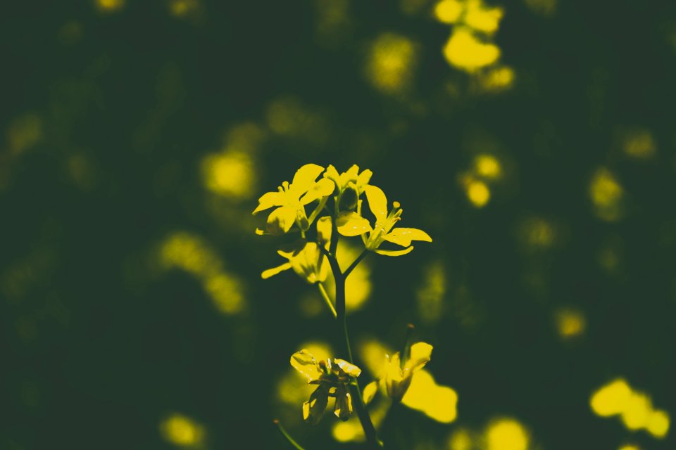 Pleiku, Vietnam, Yellow
