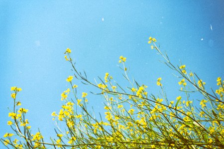 yellow flowers under clear blue sky during daytime photo