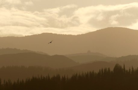 bird flying over mountain with trees photo