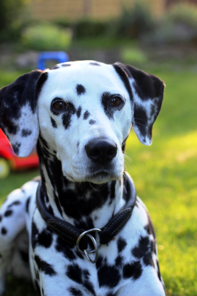 Head animal portrait dog breed