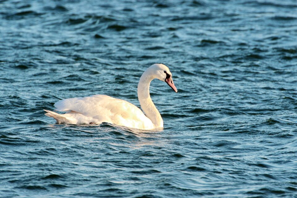 Bird water bird white