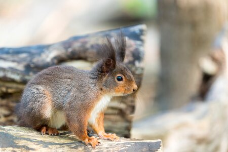 Forest rodent tail