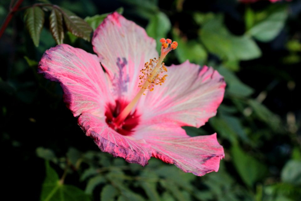 Florida, United states, Pink