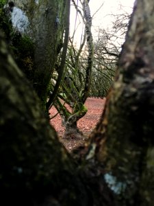 Moss, Bleak, Bare trees photo