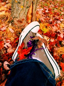 Leaves, Leaf pile, Purple shoe laces