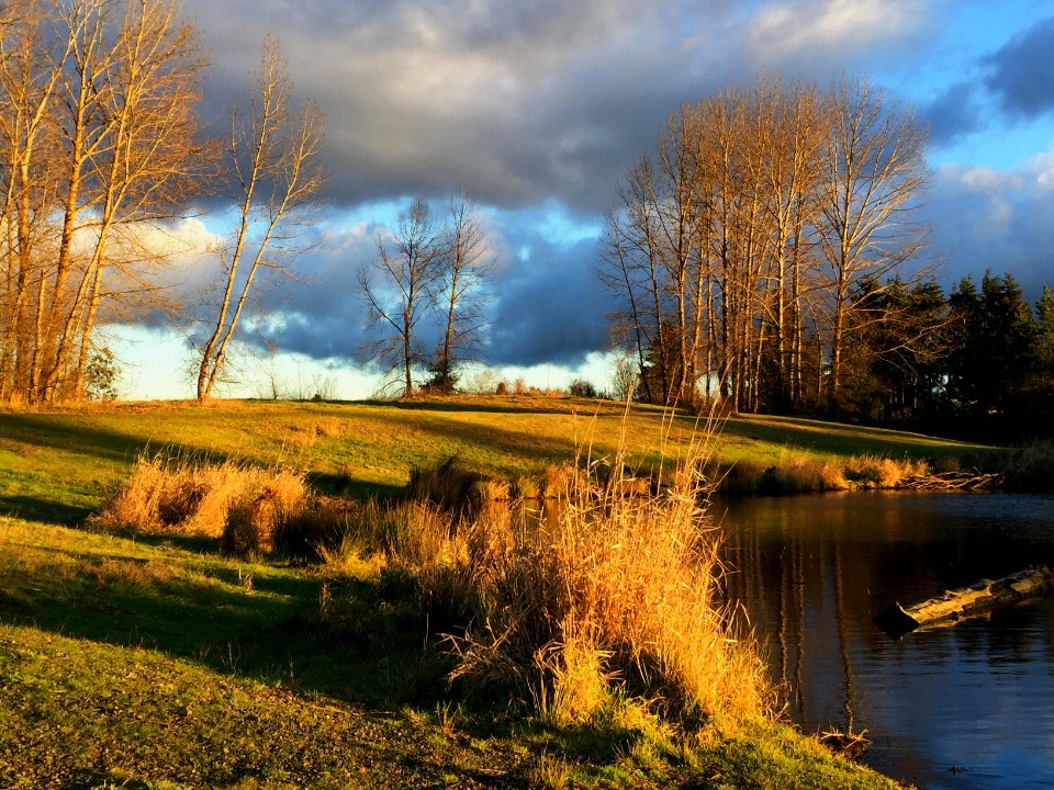 Golden garden, Eugene, United states photo