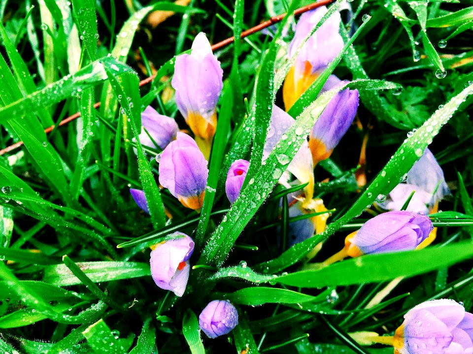 Nature, Flowers, Vibrant