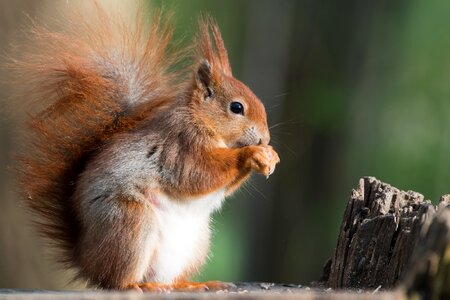 Forest rodent tail