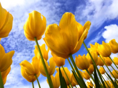 close-up photography of yellow petaled flowers photo