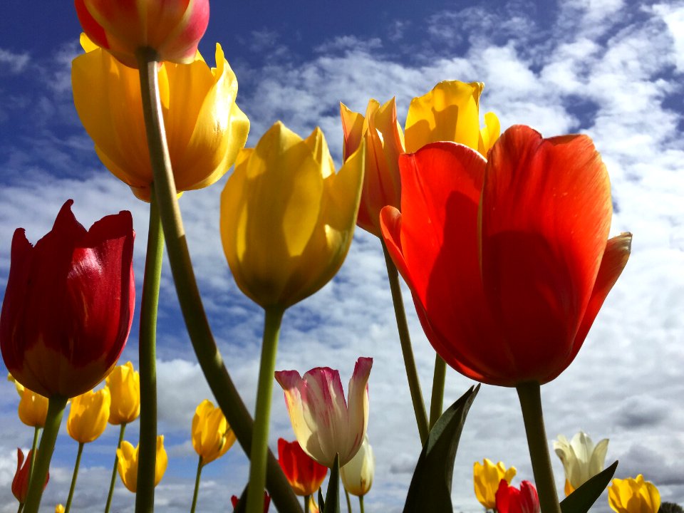 Nature, Tulip, Spring vibe