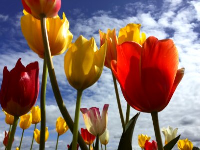 Nature, Tulip, Spring vibe photo