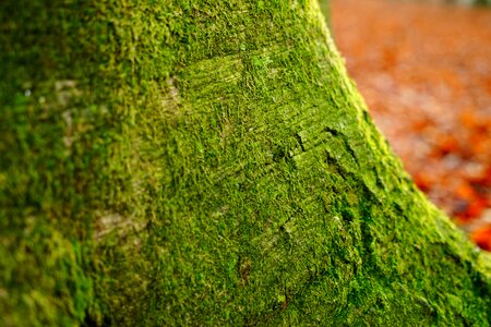 Tree tribe bark
