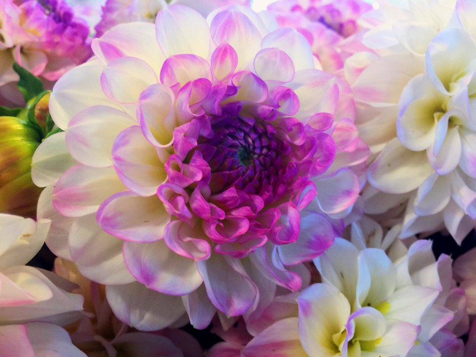 Flower, Pike place market, Purple
