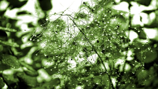 Green season leaf