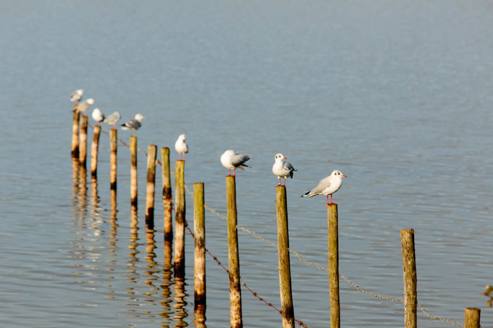 Nature, Birds, Gulls