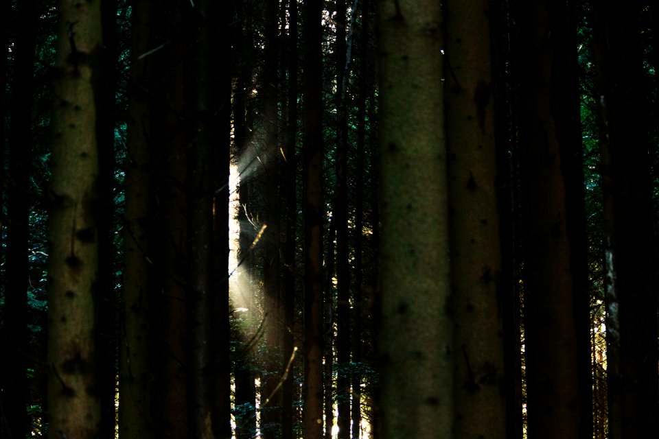 Nature, Light, Garth hill