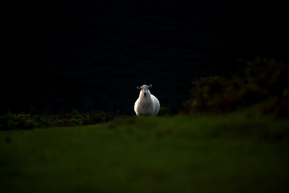 white sheep running on grass field