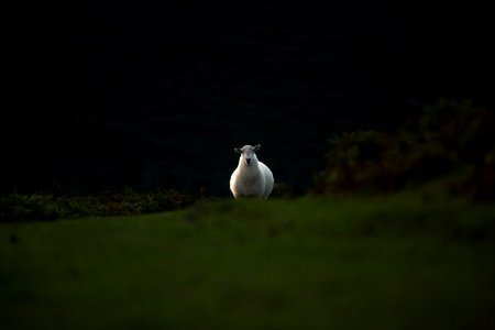 white sheep running on grass field