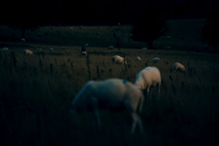 Fields, Countryside, Sheep