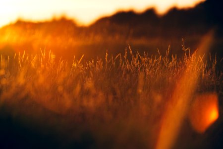 green grass during golden hour photo