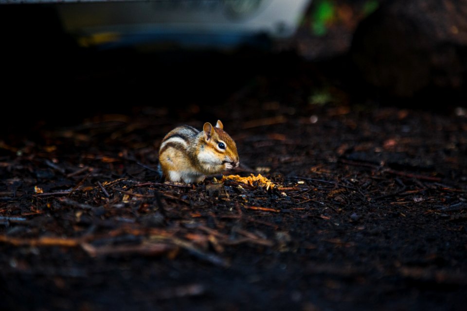 Algonquin park, Canada, Chipmunk