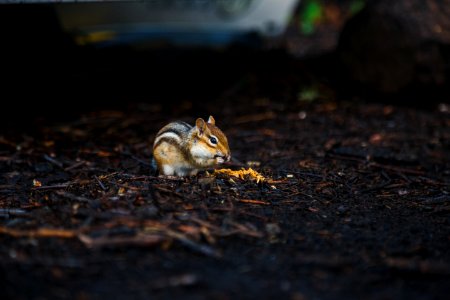 Algonquin park, Canada, Chipmunk