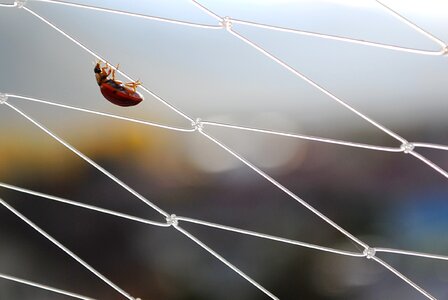 Insect balance red