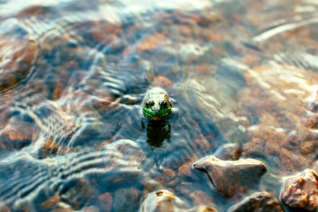 Algonquin park, Canada, Water