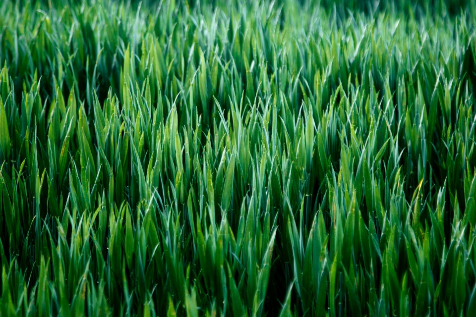 Nature, Growth, Green
