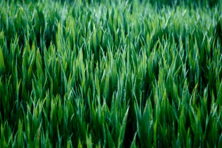 Nature, Growth, Green