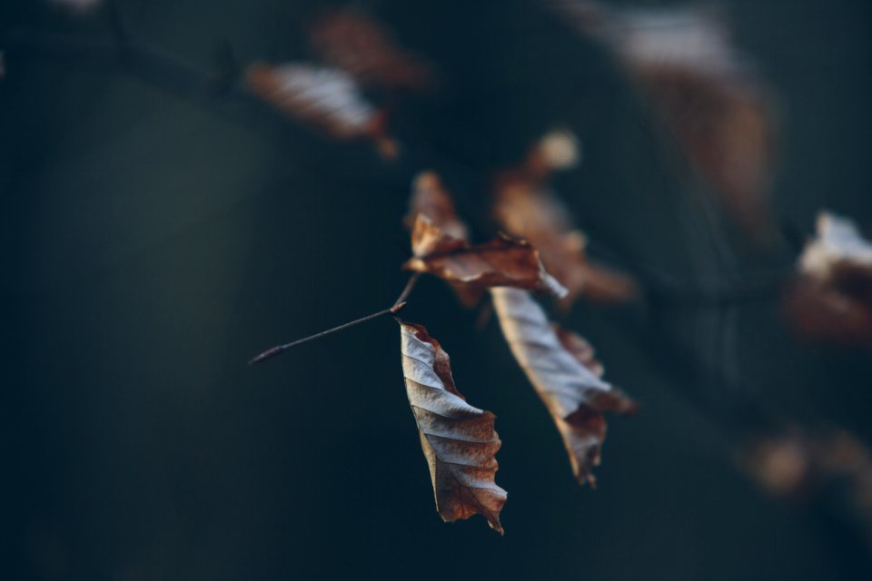 Forest, Woods, Fall