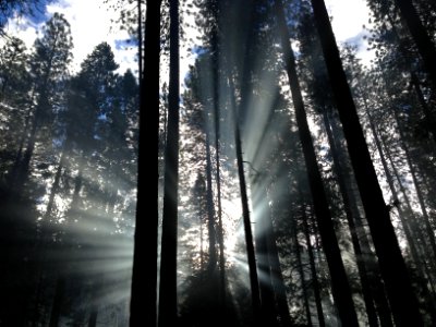 forest with sunrays photo