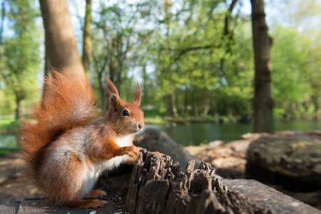 Forest rodent tail