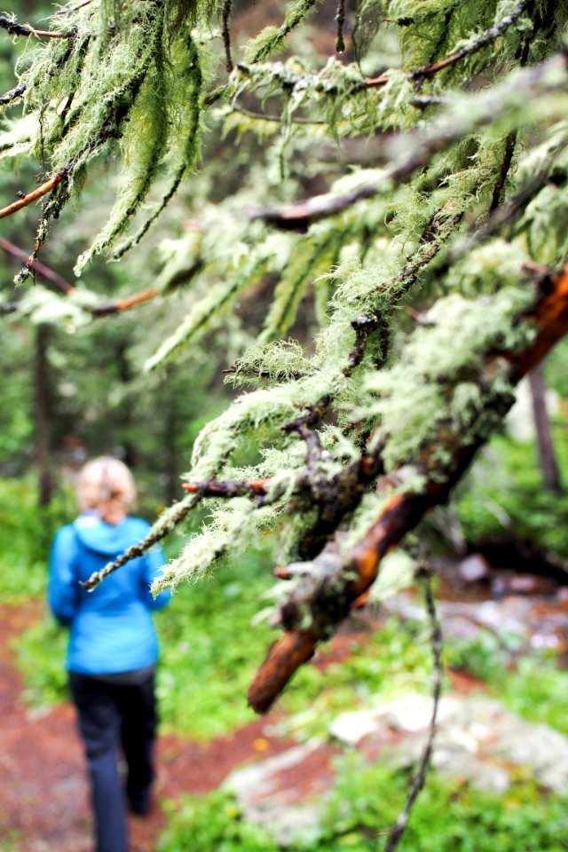 Green, Old mans beard, Moss