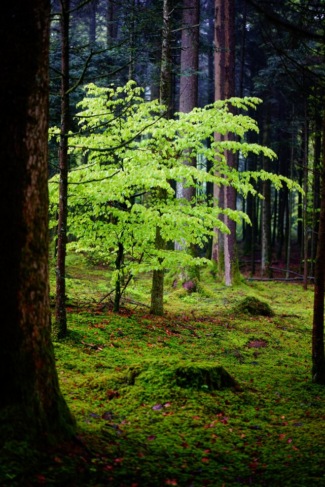 Trees nature strains photo