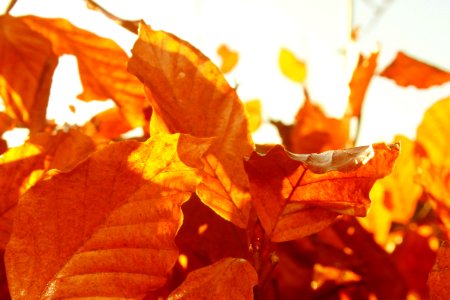Billund, Danmark, Fall