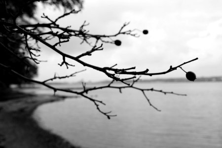 Beach, Branch, Water