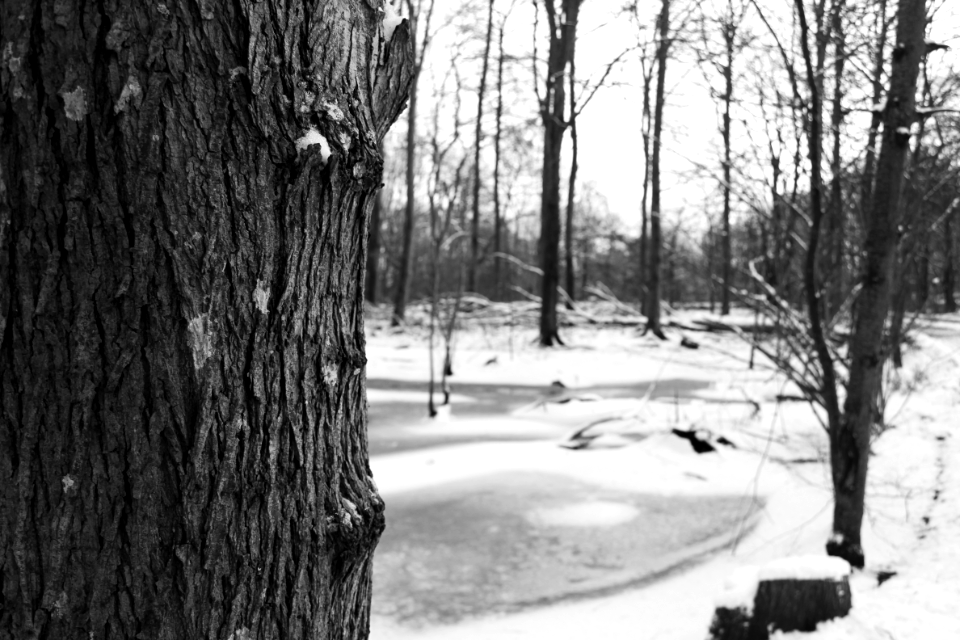 Lake, Forest, Tree