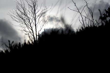 Forest, Grass, Grey